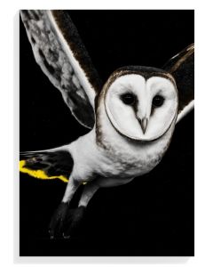 Majestic Barn Owl Flight