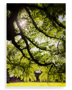 Sunlit Greenery Elegance