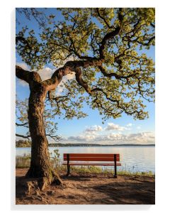 Serene Lakeside Bench