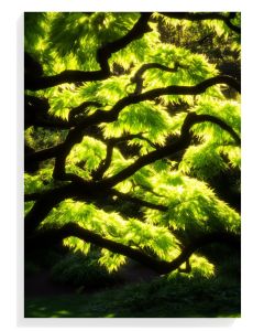 Luminous Green Maple Branches